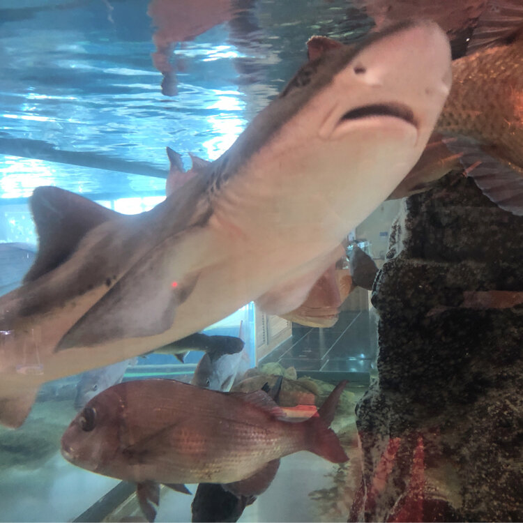 ちゃらめさんの投稿 鳥取県立 とっとり賀露かにっこ館 ことりっぷ ちゃらめさんの投稿 鳥取県立 とっとり賀露かにっこ館 ことりっぷ