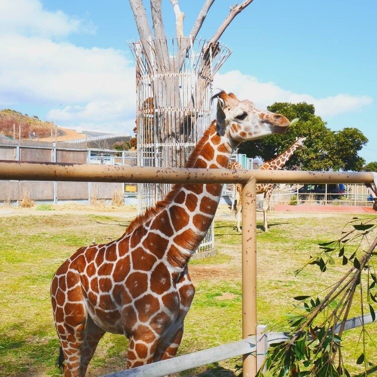 muuさんの投稿/日立市かみね動物園 ｜ ことりっぷ