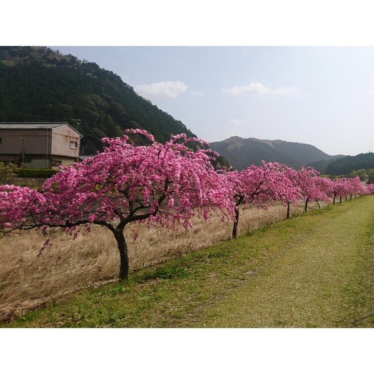 Chieさんの投稿 しだれ花桃の里 ことりっぷ