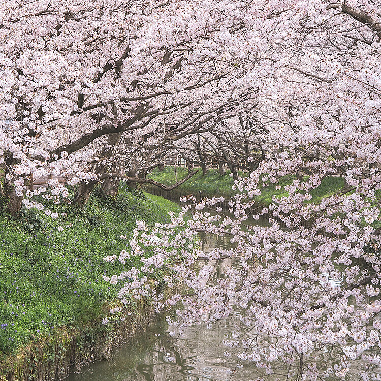 mayumi＊さんの投稿/中須川の桜 ｜ ことりっぷ