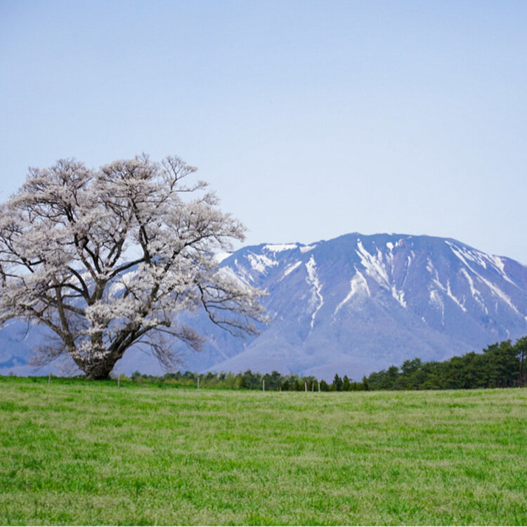 さとうさんの投稿/小岩井農場一本桜 ｜ ことりっぷ