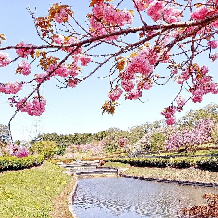 ueさんの投稿/静峰ふるさと公園 ｜ ことりっぷ