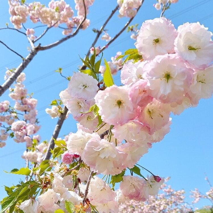 ueさんの投稿/静峰ふるさと公園 ｜ ことりっぷ