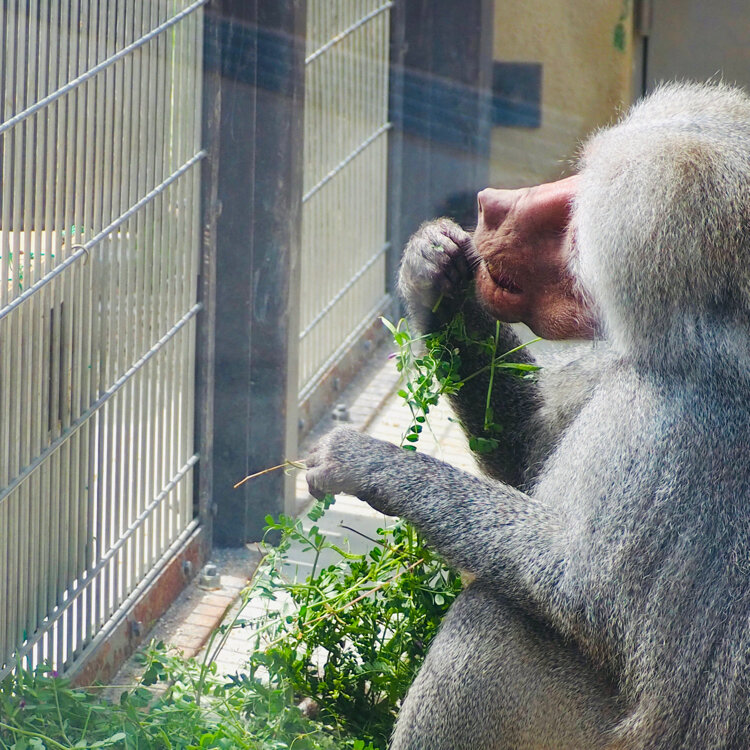 なないろさんの投稿/東武動物公園 ｜ ことりっぷ