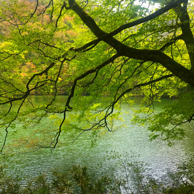 azul_windさんの投稿/深浦町十二湖青池 ｜ ことりっぷ