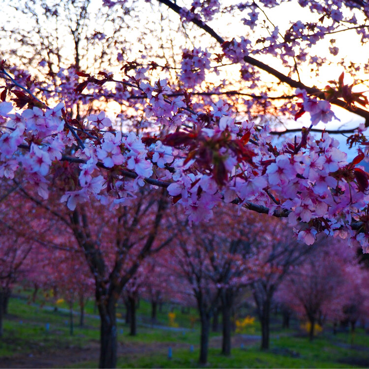 Ayuさんの投稿 桜峠 ことりっぷ Ayuさんの投稿 桜峠 ことりっぷ