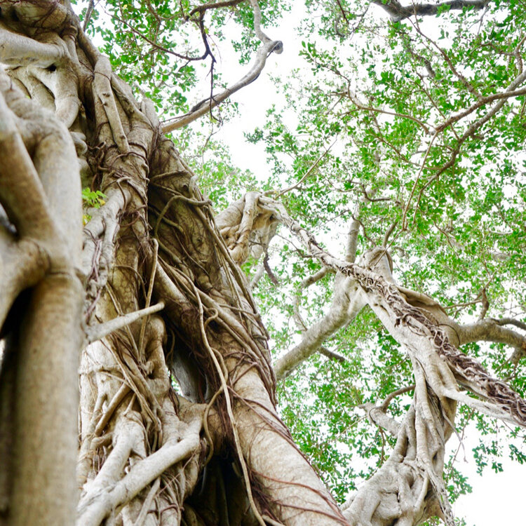 merryさんの投稿/於斉のガジュマル ｜ ことりっぷ