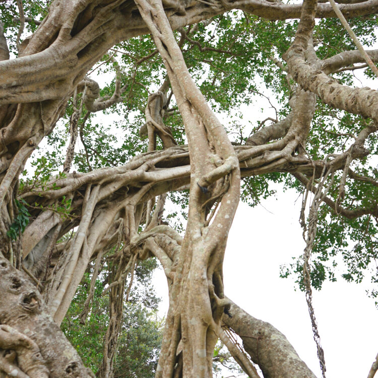 merryさんの投稿/於斉のガジュマル ｜ ことりっぷ