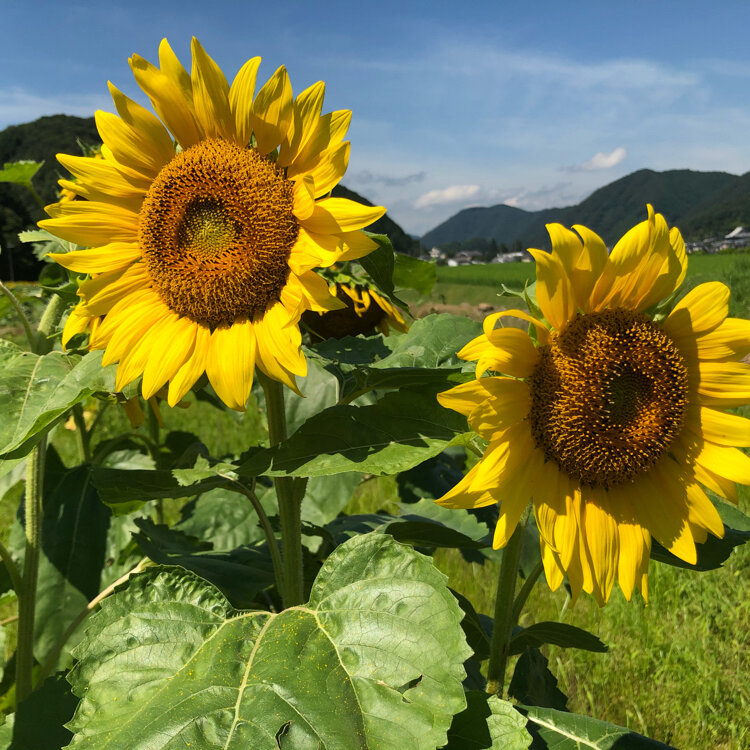 るかぽんさんの投稿 南光ひまわり畑 ことりっぷ