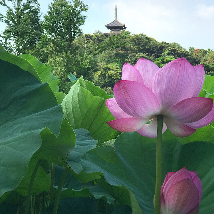 夏の朝だけの優雅な姿を見に出かけたい ハス スイレンの花の名所8選 東日本編 ことりっぷ