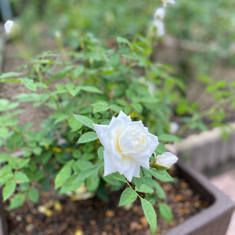 霊山寺の薔薇の精 鹿の舟のいま：霊山寺のバラ | 鹿の舟