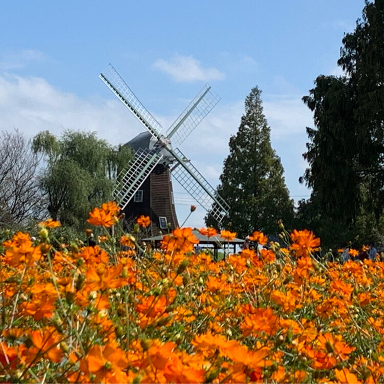 コ〜チャンさんの投稿/あけぼの山農業公園 ｜ ことりっぷ