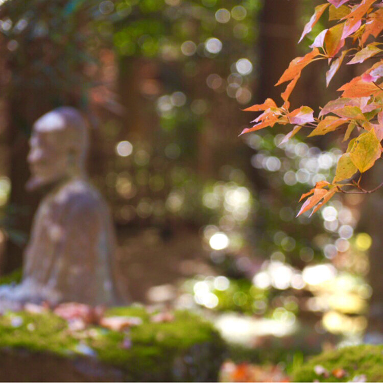 よつばさんの投稿/長安寺 ｜ ことりっぷ