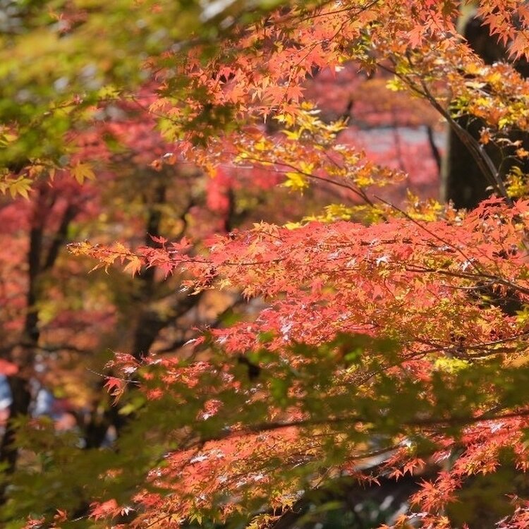 よつばさんの投稿/長安寺 ｜ ことりっぷ