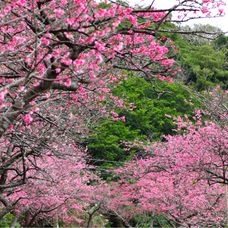 Nozomi さんの投稿/本部町 八重岳桜祭り ｜ ことりっぷ