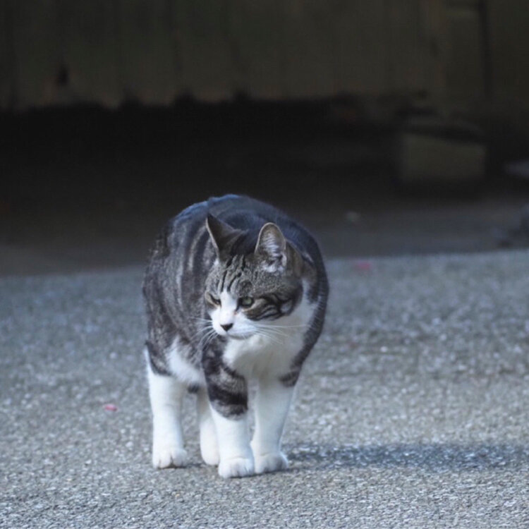 よつばさんの投稿 円覚寺 ことりっぷ