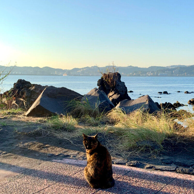 merryさんの投稿/「桜島」溶岩なぎさ公園足湯 ｜ ことりっぷ