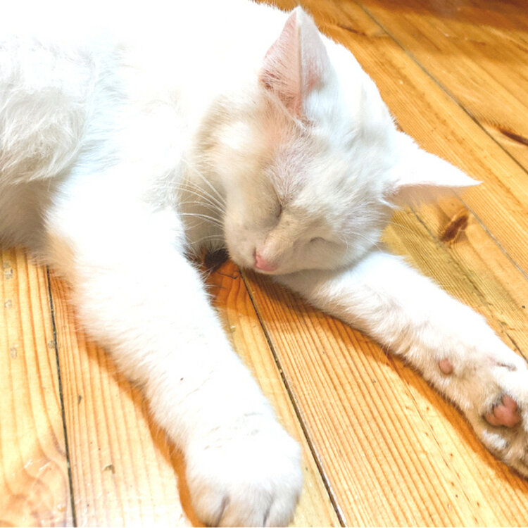 さとうさんの投稿/山ぶどう ｜ ことりっぷ