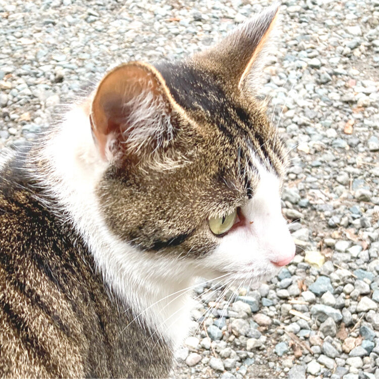 さとうさんの投稿/山ぶどう ｜ ことりっぷ