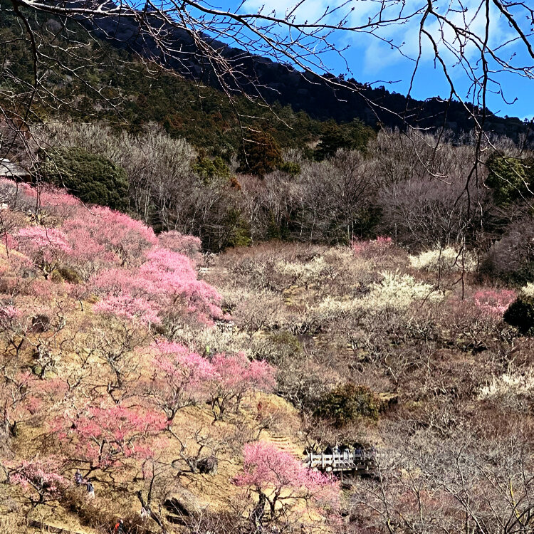 パンダこったさんの投稿/筑波山梅園 ｜ ことりっぷ