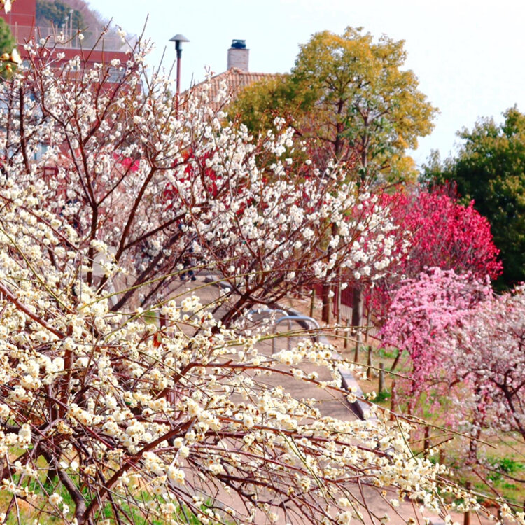 神苑梅林 久留米市 梅林寺外苑の梅を見てきました！梅の香りで包まれる | 久留米