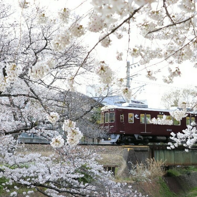 阪急沿線メディアtokk トック さんの投稿 夙川公園の桜 ことりっぷ