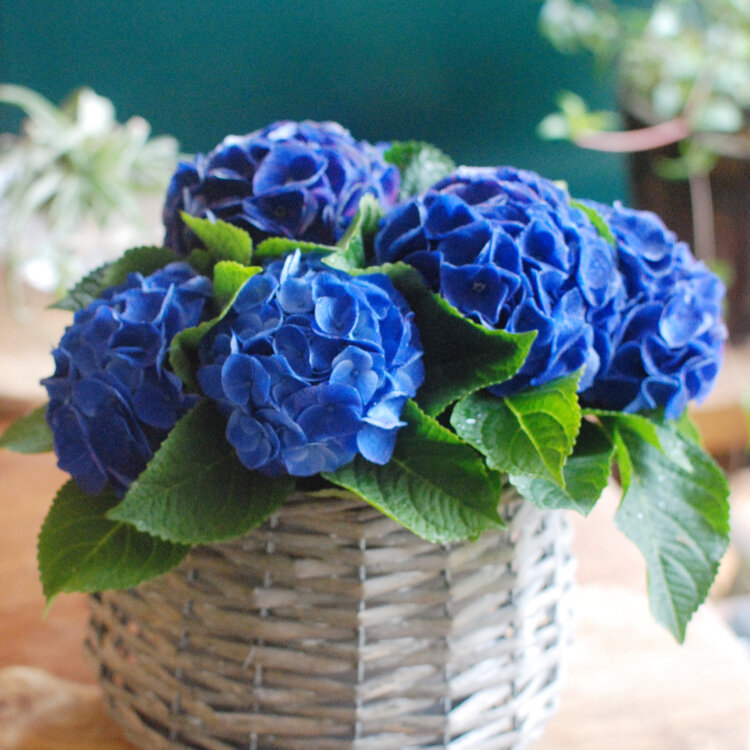 colorful daysさんの投稿/valley of flowers ｜ ことりっぷ