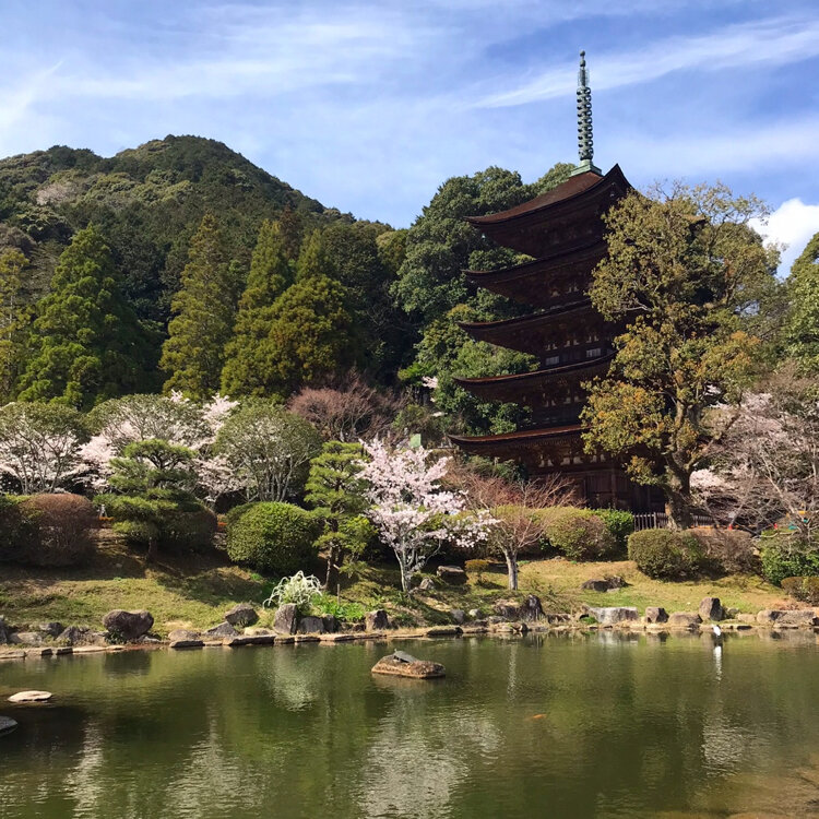くまこさんの投稿/瑠璃光寺五重塔 ｜ ことりっぷ