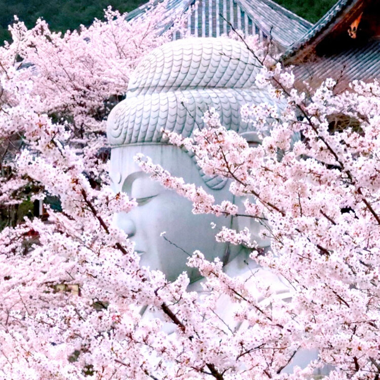 とも。さんの投稿/壺阪山 南法華寺（壺阪寺） ｜ ことりっぷ