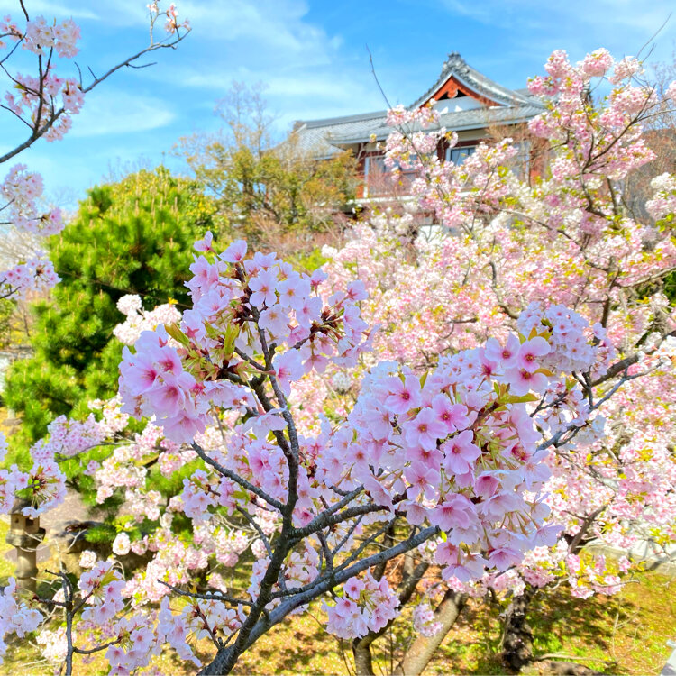 一畑山薬師寺 御霊泉 - （愛知県）の詳細情報 ｜ ことりっぷ