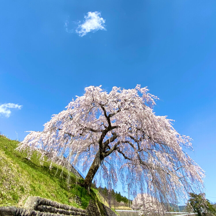 岩太郎のしだれ桜 - （岐阜県）の詳細情報 ｜ ことりっぷ