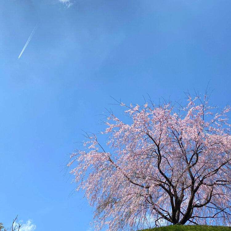 岩太郎のしだれ桜 - （岐阜県）の詳細情報 ｜ ことりっぷ