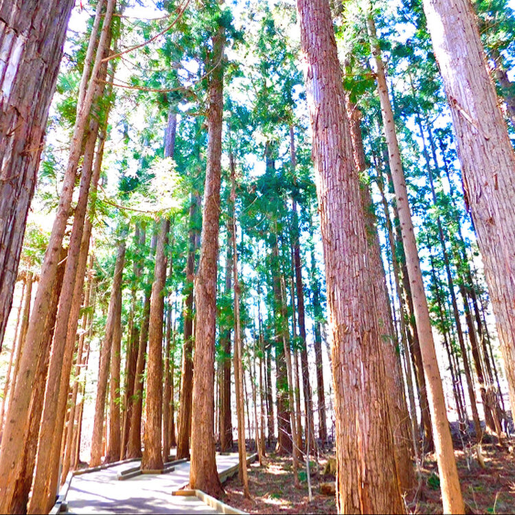 パウダーベアさんの投稿/円山公園原始林自然遊歩道 ｜ ことりっぷ