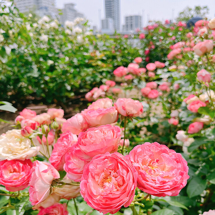 バラ園の風景 みよみよさんの投稿/中之島公園バラ園 ｜ ことりっぷ