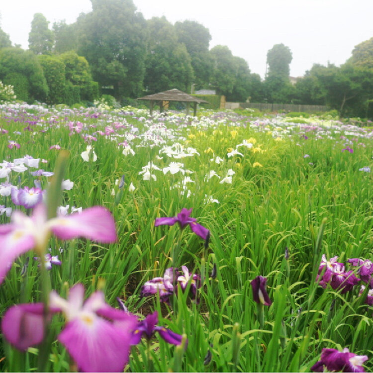 Rokoさんの投稿 染谷花菖蒲園 ことりっぷ