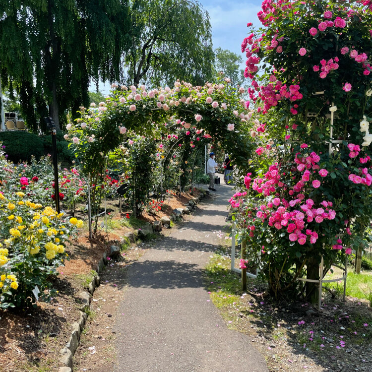 Kouさんの投稿 花巻温泉バラまつり ことりっぷ