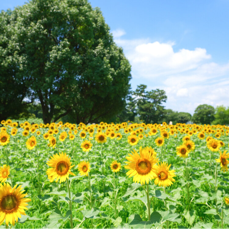 Hanaさんの投稿 万博記念公園 ことりっぷ