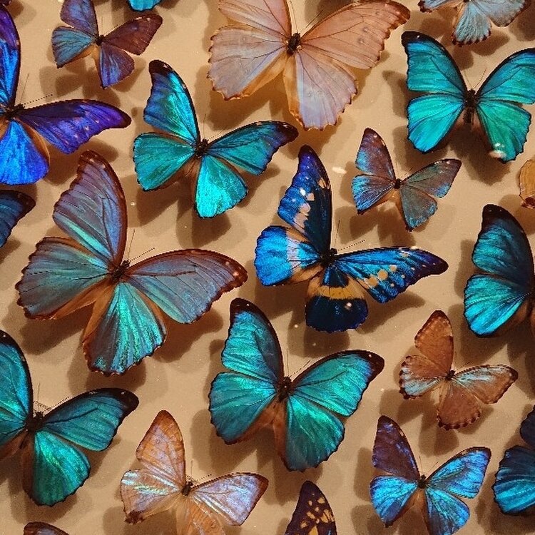 蝶々のモザイク HARMONY no.2