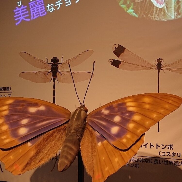 【中古】 ハパ・アメリカ 多人種化するアジアパシフィック系アメリカ人/御茶の水書房/ウォント盛香織 Amazon.co.jp: ハパ・アメリカ: 多人種化するアジアパシフィック