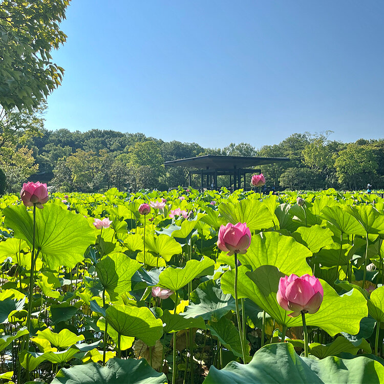 夏の朝のお出かけに 清涼感あふれるハス スイレンの花を楽しる名所8選 西日本編 ことりっぷ