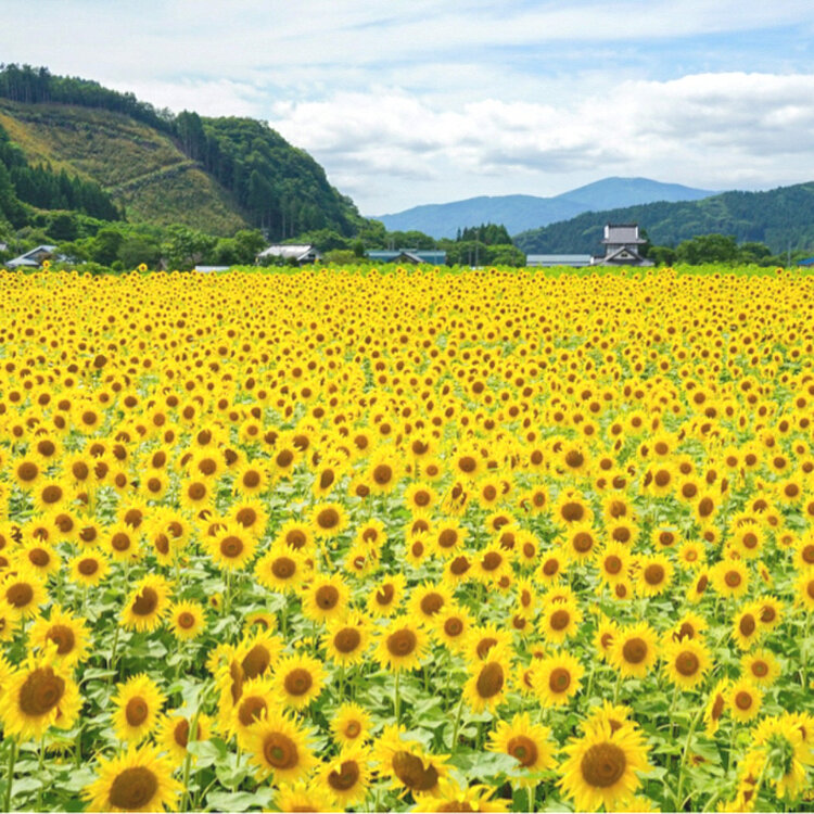 さとうさんの投稿/上郷町のひまわり畑 ｜ ことりっぷ