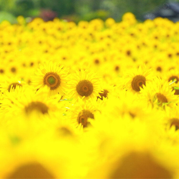 さとうさんの投稿/上郷町のひまわり畑 ｜ ことりっぷ