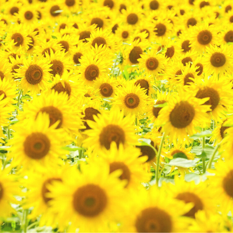 夏のひまわりさん専用 さとうさんの投稿/上郷町のひまわり畑 ｜ ことりっぷ