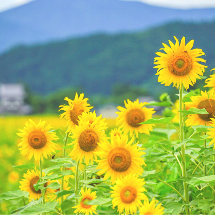 さとうさんの投稿/上郷町のひまわり畑 ｜ ことりっぷ