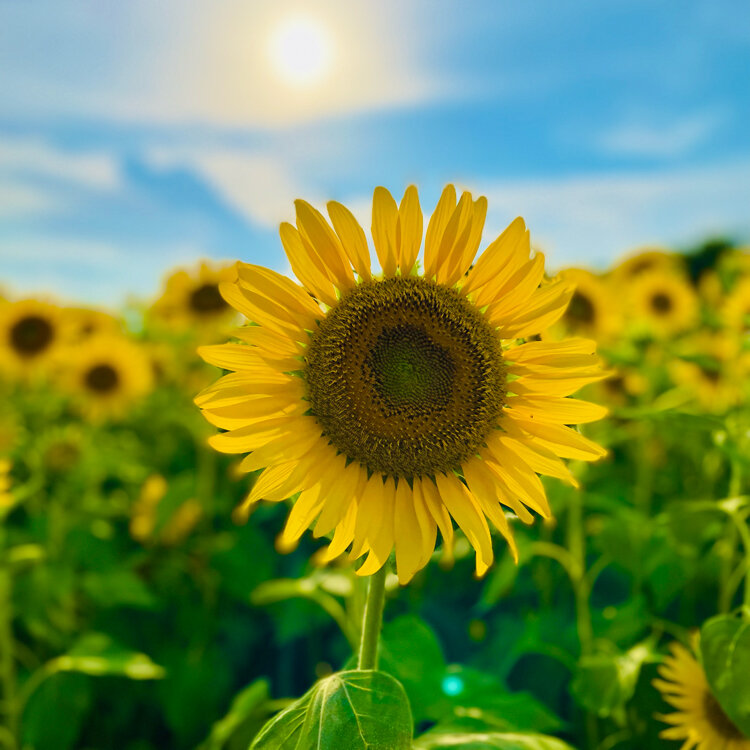 ひまわり ひまわりの時計 – TOYHOF倉敷