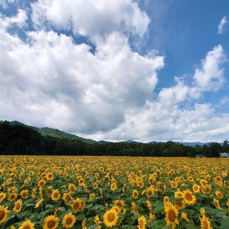 ゆずさんぽさんの投稿/ひまわり畑 ｜ ことりっぷ