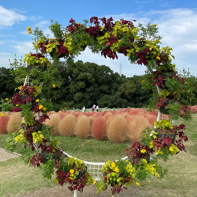 Karinさんの投稿 万博記念公園 花の丘 ことりっぷ