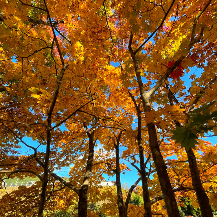 モミジ」の写真素材 | 233,674件の無料イラスト画像 | Adobe Stock