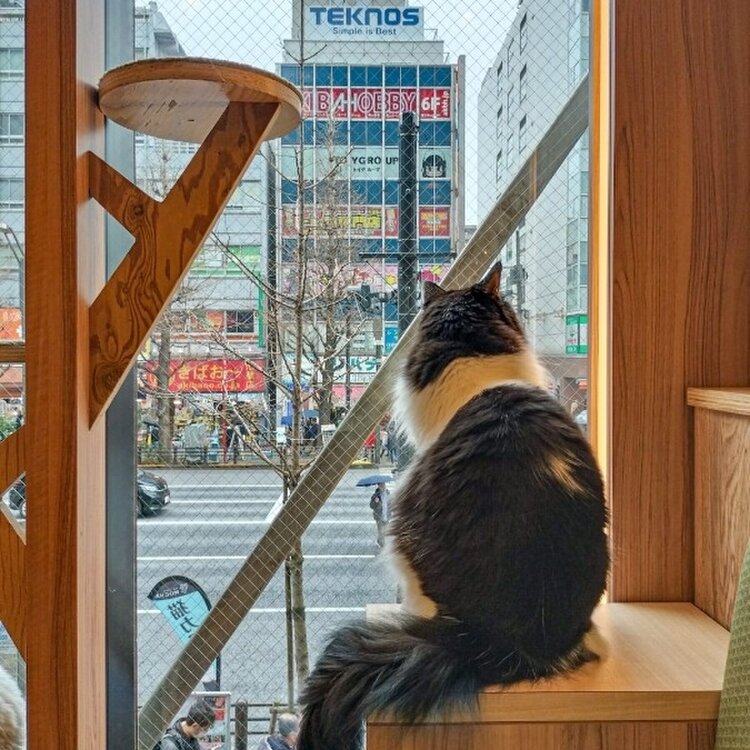 38さんの投稿/猫カフェMOCHA秋葉原店 ｜ ことりっぷ