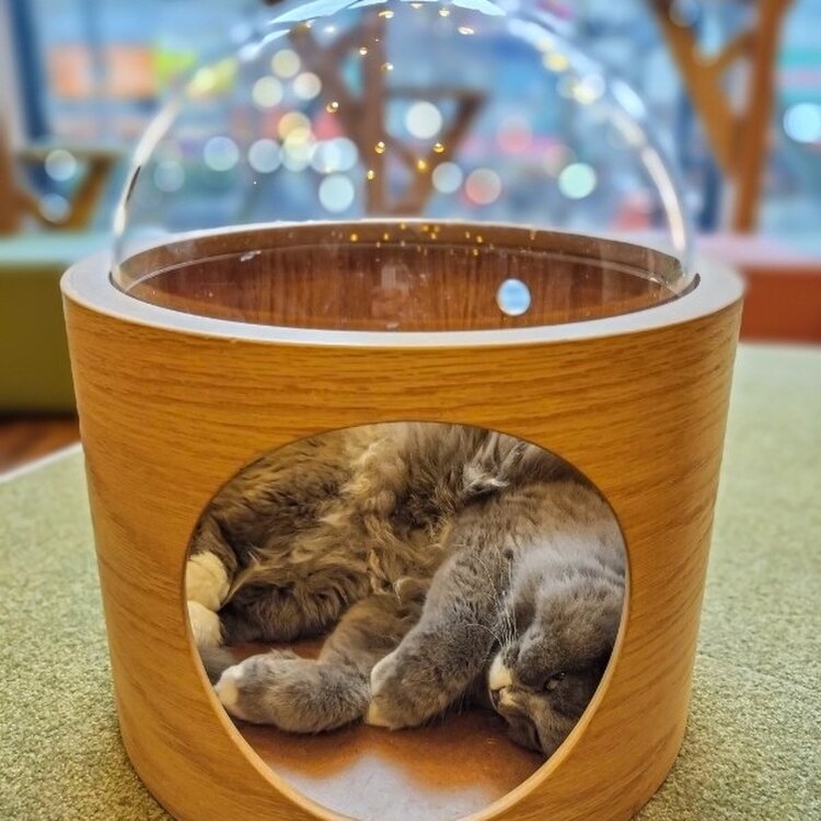 38さんの投稿/猫カフェMOCHA秋葉原店 ｜ ことりっぷ